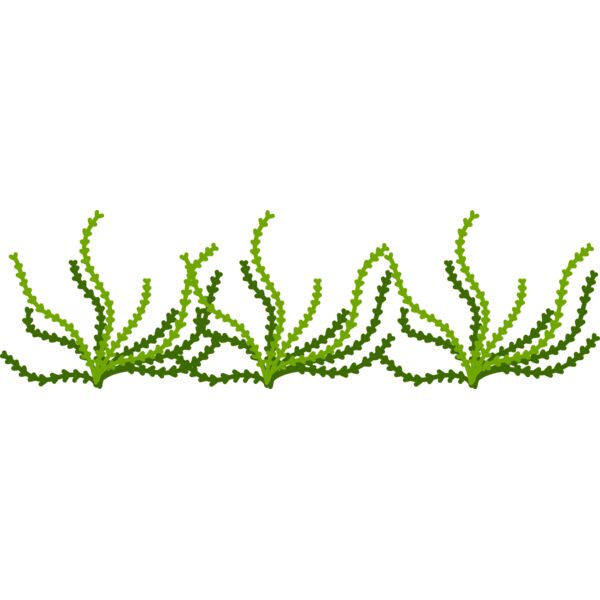 Sea Plant Thumbnail